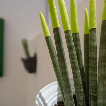 Casa Cactus