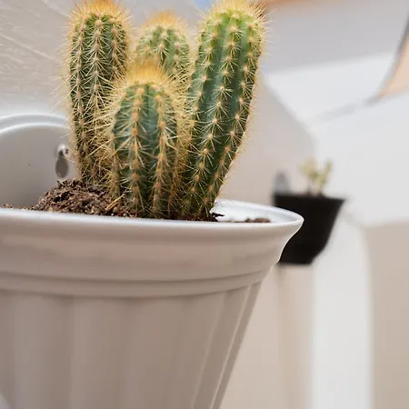 Casa Cactus Holiday home
