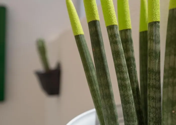 Casa Cactus