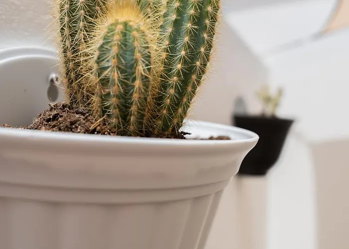 Casa Cactus Сasa de vacaciones